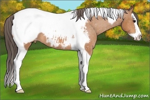 Horse Color: Bay Splash Tobiano Snowcap 