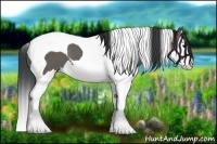 Horse Color:Grullo Splash Tobiano