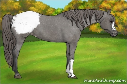 Horse Color:Grullo Appaloosa 