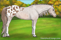 Horse Color:Chestnut Appaloosa 