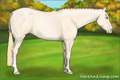 Horse Color: Buckskin Pearl 