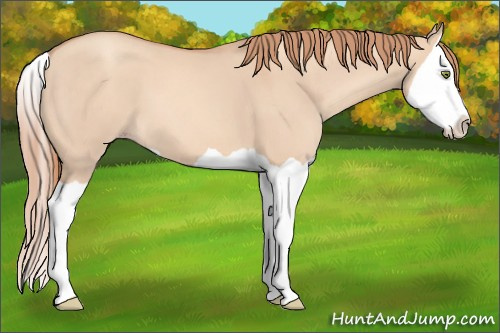 Horse Color: Unknown 