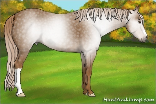 Horse Color:Gray Palomino 