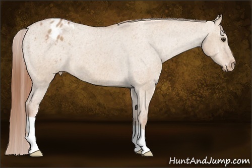 Horse Color:Red Dun Blanket 