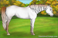 Horse Color:Gray Chestnut 