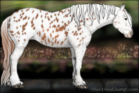 Horse Color:Liver Chestnut Appaloosa 