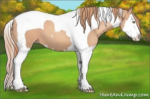 Horse Color:Gold Champagne Splash Tobiano