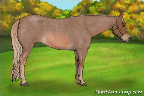 Horse Color: Red Roan 