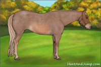 Horse Color:Red Roan 