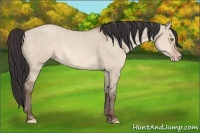 Horse Color:Sable Champagne Dun 