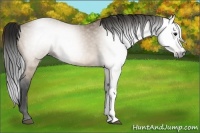 Horse Color:Gray Buckskin 