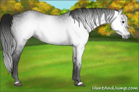 Horse Color:Gray Smoky Black 
