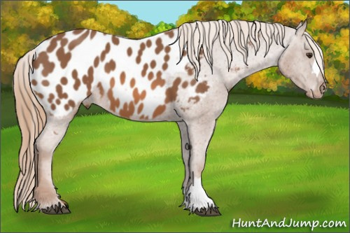 Horse Color: Chestnut Near Leopard 