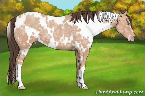 Horse Color:White Spotted Amber Champagne Ice 