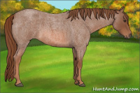 Horse Color:Liver Red Roan 