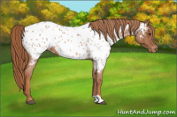 Horse Color:Red Roan Near Leopard 