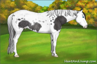 Horse Color:Buckskin Splash Tobiano Rabicano 