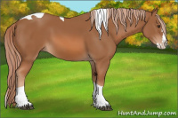 Horse Color:Chestnut Splash Tobiano