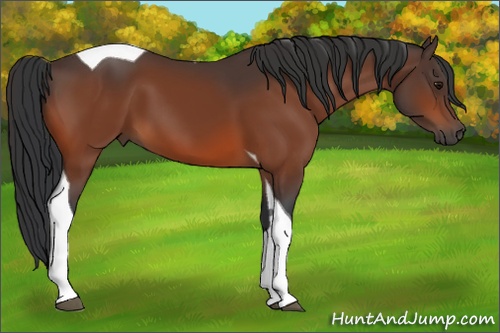 Horse Color:Bay Tobiano 