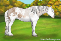 Horse Color:White Spotted Silver Bay Dun Sabino Splash 
