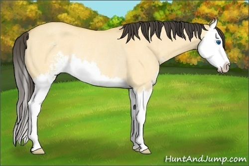 Horse Color: Buckskin Dun Sabino Splash Rabicano 