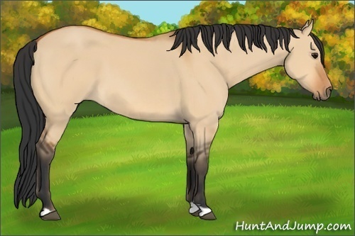 Horse Color: Bay Dun 