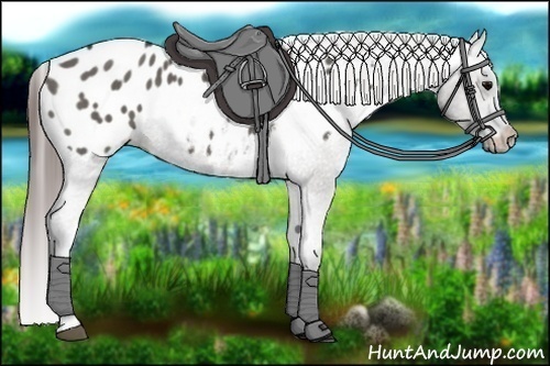 Horse Color:Grullo Blanket 
