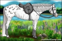 Horse Color:Grullo Blanket 