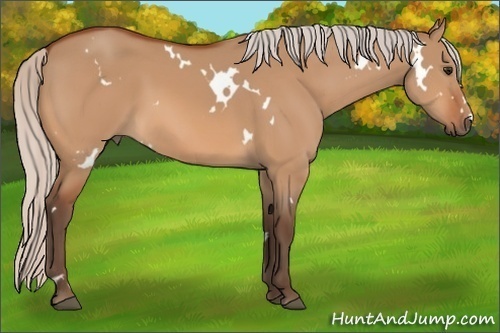 Horse Color:White Spotted Silver Bay Dun Sabino 