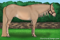 Horse Color:Liver Red Dun 
