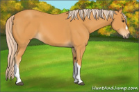 Horse Color:Chocolate Palomino 