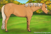 Horse Color:Palomino 