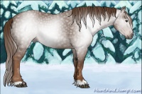 Horse Color:Gray Chestnut 