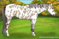 Horse Color:Liver Red Dun Near Leopard 