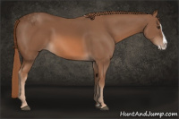 Horse Color:Liver Chestnut Splash 