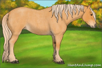 Horse Color:Palomino Roan 