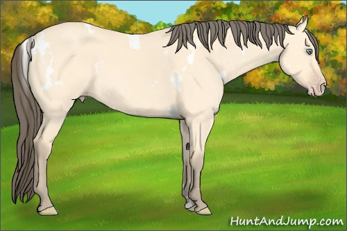 Horse Color: White Spotted Amber Cream Champagne Dun Sabino 
