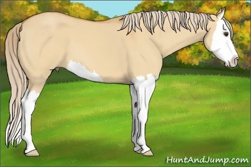 Horse Color:Palomino Dun Sabino Splash 