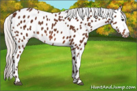 Horse Color:Silver Bay Appaloosa 