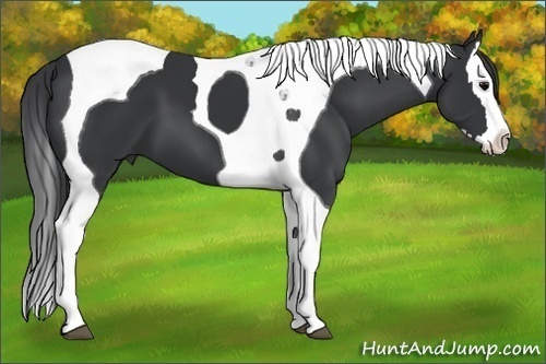 Horse Color:Black Splash Tobiano 