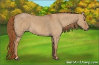 Horse Color:Red Dun Brindle