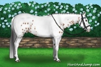 Horse Color:Bay Splash Tobiano Leopard  Brindle