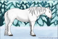 Horse Color:Gray Bay Rabicano 