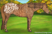 Horse Color:Bay Splash Tobiano Appaloosa Brindle