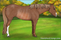 Horse Color:Chestnut Rabicano