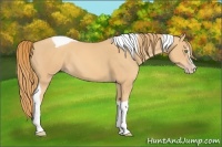 Horse Color:Gold Champagne Splash Tobiano 