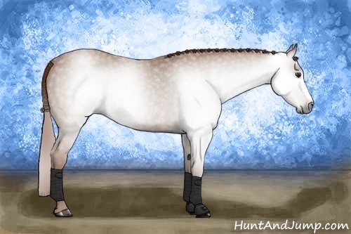Horse Color:Gray Chestnut Rabicano 