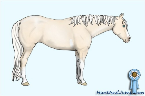 Horse Color: Unknown 