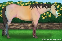 Horse Color:Buckskin Roan Dun Splash