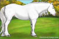 Horse Color:Gray Silver Amber Cream Champagne Roan Dun Splash Tobiano Frame Appaloosa Rabicano 
